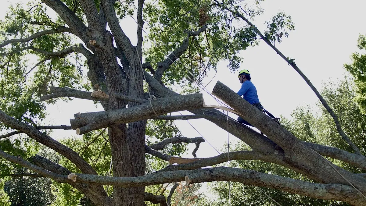 Professional Crown Thinning performed by certified arborists in Newaygo